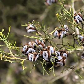  Cones:    Tetraclinis articulata ; Photo by S. Doglio, CalPhotos
